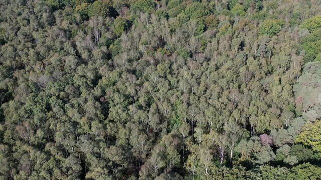 For&ecirc;t de Rambouillet, Yvelines, France
