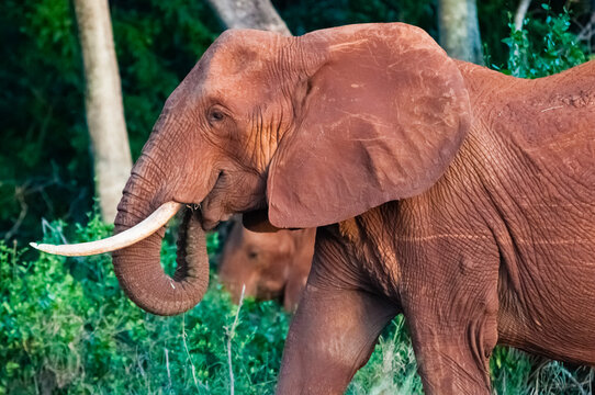 Elephant (Loxodonta africana), Tsavo East National Park, Kenya