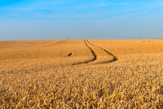 Wheat (Triticum aestivum) field just before harvest, Prezletice, Central Bohemia, Czechia