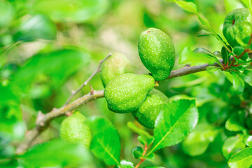 branch with green pears, fruit ripening on a fruit tree background flora farm garden