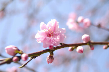 花桃