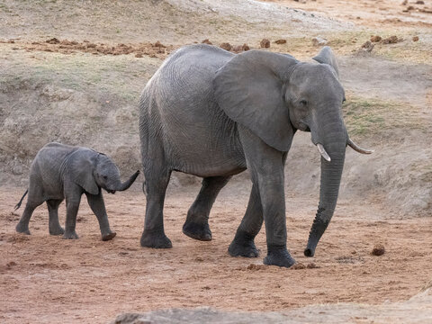 African bush elephant (Loxodonta africana), mother and calf in Hwange National Park