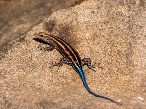 Adult male African five-lined skink (Trachylepis quinquetaeniata), Save Valley Conservancy