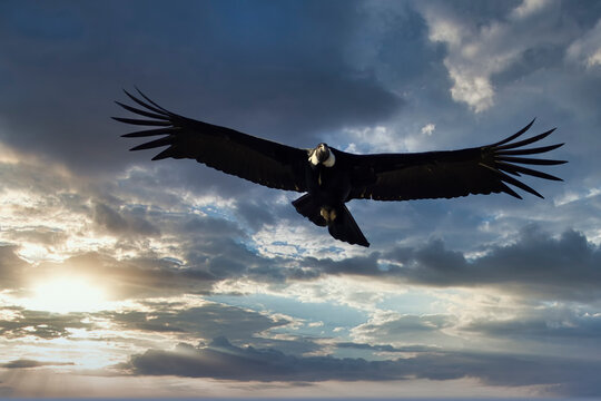 Andean Condor (Vultur gryphus) in flight, Coyhaique Alto, Aysen Region, Patagonia, Chile