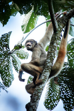 Critically endangered Northern Muriqui (woolly spider monkey) (Brachyteles hypoxanthus) in Brazil's Atlantic coastal rainforest, Minas Gerais, Brazil