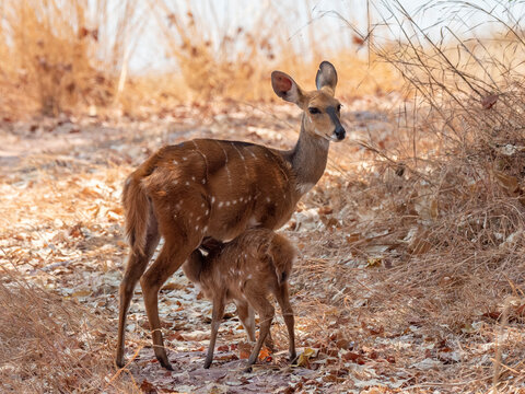 Cape bushbuck (Tragelaphus sylvaticus), mother nursing calf in Musango Bush Camp, Lake Kariba