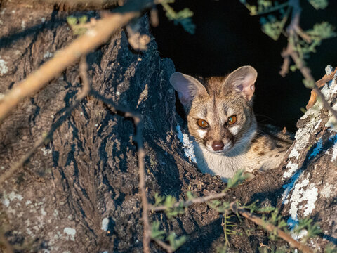 Adult rusty-spotted genet (Genetta maculata), at night in the Save Valley Conservancy