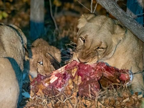 Adult lioness (Panthera leo), with cub on a fresh kill at night in the Save Valley Conservancy