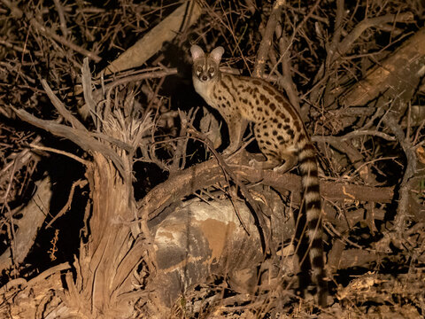 Adult rusty-spotted genet (Genetta maculata), at night in the Save Valley Conservancy