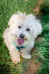 Cute maltese dog on walk during sunny day