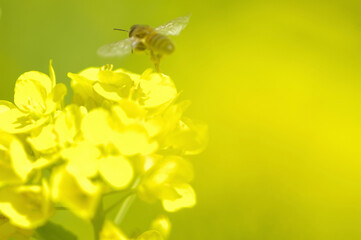 菜の花とミツバチ