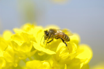 菜の花とミツバチ