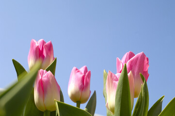 Fototapeta premium チューリップ