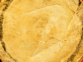 Tree trunk cross section