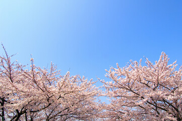桜と青空