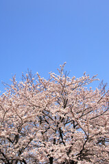 桜と青空