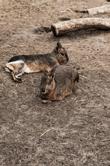 family of animals Patagonian mari rest on the sandy ground