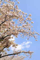 桜とわた雲