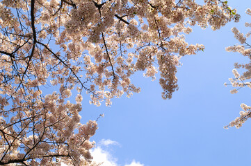 桜とわた雲