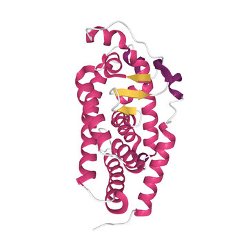 Tertiary structure of human vitamin D receptor with the differently colored secondary structure elements, 3D cartoon model, white background