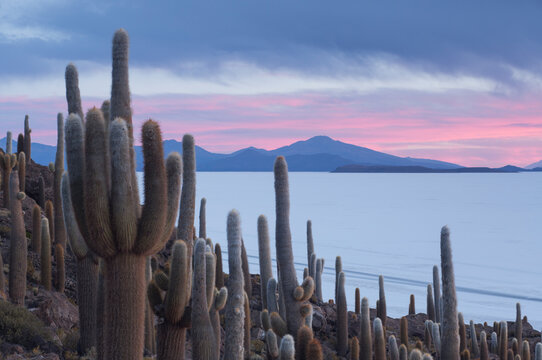 Isla del Pescado sunset with cacti and dramatic sky, Potosi, Bolivia
