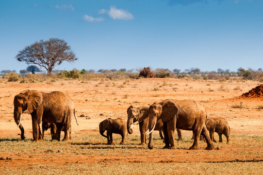 Elephants parade (Loxodonta africana), Tsavo East National Park, Kenya