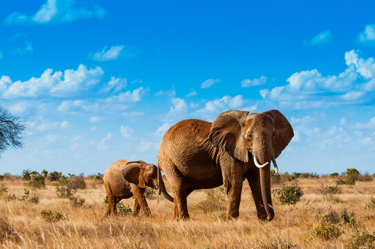 Female Elephant and two year old calf (Loxodonta africana), Tsavo East National Park, Kenya