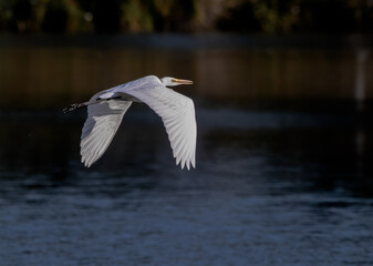 Fototapeta premium 1