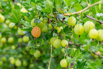 gooseberry bush ripe berry on the background of unripe fruits spring design
