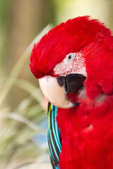 red macaw ara, vertical portrait of a bird with beautiful wings blue feathers