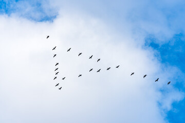 Wild geese gather in flocks to fly to the south, north of Russia