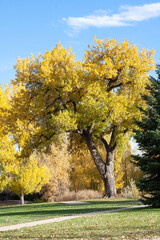 Naklejka premium Tree with Fall foliage