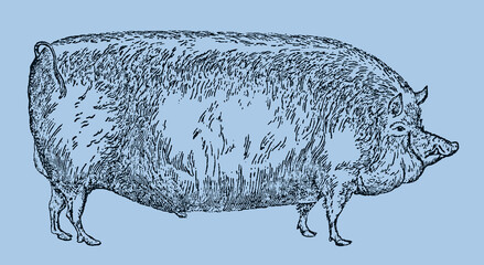 Extinct Suffolk pig breed in side view isolated on a light blue background, after an antique illustration from the 19th century. Editable in layers