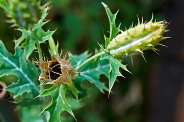 Medicinal plant, Mexican prickly poppy fruit and seeds (Argemone mexicana) 