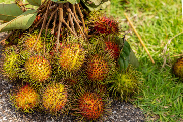 Naklejka na ściany i meble branch of fresh rambutan berries hairy fruit stands on the background of Thailand meadow
