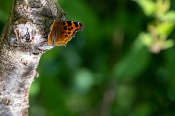 A Compton tortoiseshell butterfly perched on a grey birch tree with vibrant deep green leaves in...