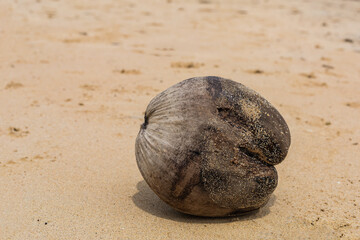 Fototapeta na wymiar coconut brown old long floating in the ocean lies on a sandy beach close up