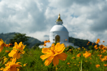 The bright orange-yellow flowers of Cosmos sulphureus, also known as sulfur cosmos and yellow cosmos, against the backdrop of the Shanti stupa in Pokhara, Nepal.