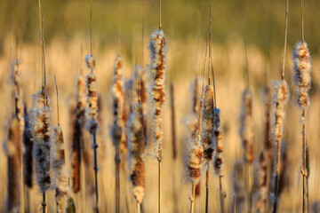 Fototapeta premium Reed alongside pond in the warm morging sun, Thuringia