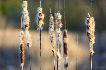 Reed alongside pond in the warm morging sun, Thuringia
