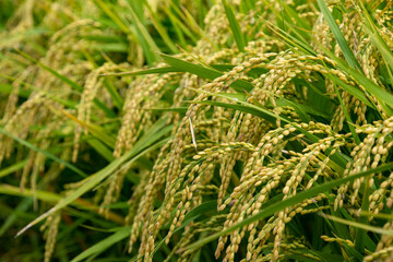 黄金色に輝く稲と田園　鹿児島県　出水平野