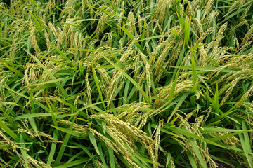黄金色に輝く稲と田園　鹿児島県　出水平野