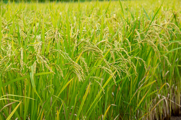 黄金色に輝く稲と田園　鹿児島県　出水平野
