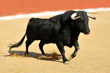 toro negro corriendo en una plaza de toros