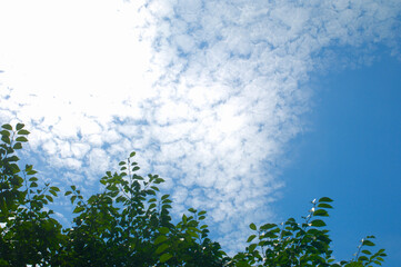 青空と雲と木々