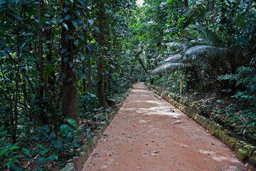 Woodland footpath in Rio, Brazil 