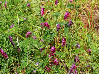 Reddish Tufted Vetch (Vicia benghalensis)