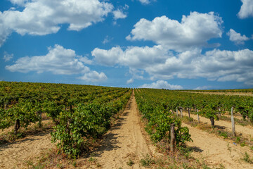 Fototapeta na wymiar Beautiful grapevine rows in Austria in a sunny day