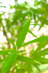 Fototapeta premium 笹の葉