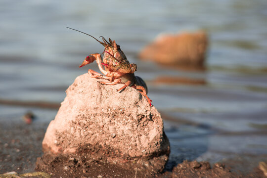 Freeing Bulgarian Astacus Astacus, Crayfish, on the shore of a lake.